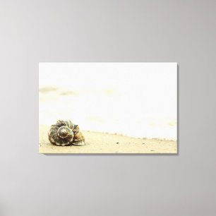 Lienzo Seashell solamente en la playa