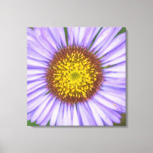 Lienzo Seaside Daisy