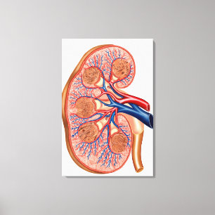 Lienzo Sección Cruzada De La Anatomía Interna De Un Riñón