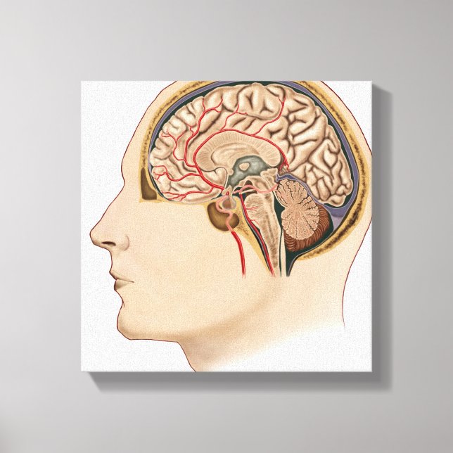 Lienzo Sección Cruzada Del Cerebro Con Arterias (Anverso)