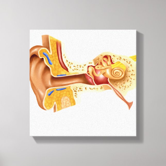 Lienzo Sección Cruzada Del Oído Humano (Anverso)