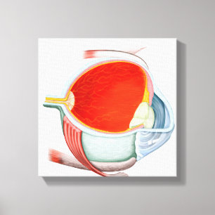 Lienzo Sección representativa del ojo humano