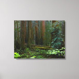 Lienzo Secuoyas en el Parque Nacional Muir Woods