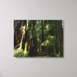 Lienzo Secuoyas y helechos en el Parque Nacional Redwood