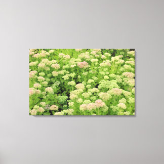 Lienzo Sedum (Alegría de otoño)