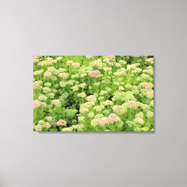 Lienzo Sedum (Alegría de otoño) (Anverso)