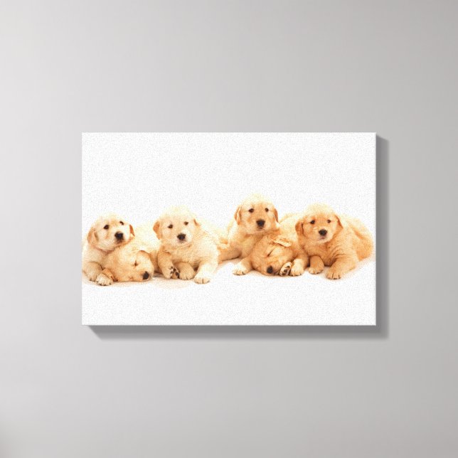 Lienzo Seis Cachorros de Golden Retriever (Anverso)