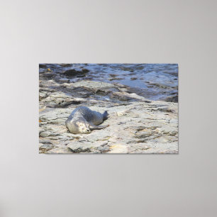 Lienzo Sello de Baby Harbor, Bar Harbour, Maine