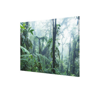 Lienzo Selva tropical, bosque de la nube de Monteverde,