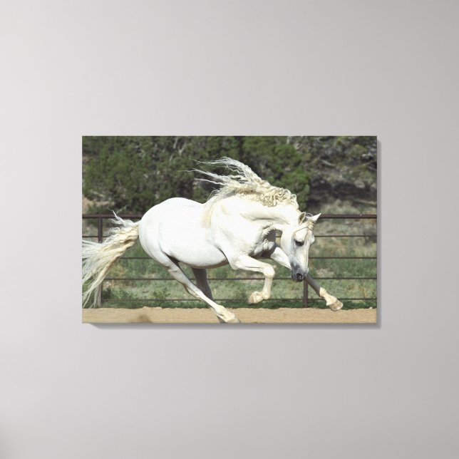 Lienzo Semental Andaluz corriendo, PR (Anverso)