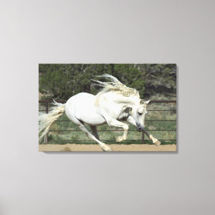Lienzo Semental Andaluz corriendo, PR