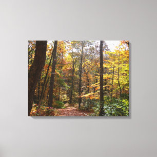 Lienzo Sendero de Otoño Iluminado por el Sol en Laurel Hi