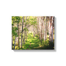 Sendero forestal a fines de primavera