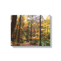 Sendero Sunlit Fall en el Parque Estatal Laurel Hi