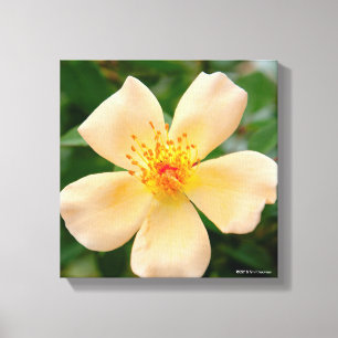 Lienzo Señora Oakley Fisher Rose