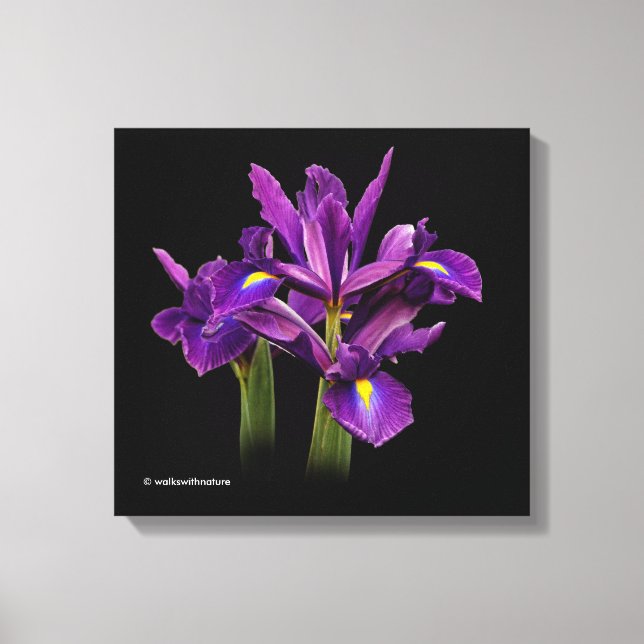 Lienzo Sensación Púrpura Iris Holandesa (Anverso)