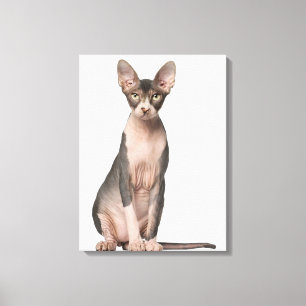 Lienzo Sentada de Sphynx (7 meses)