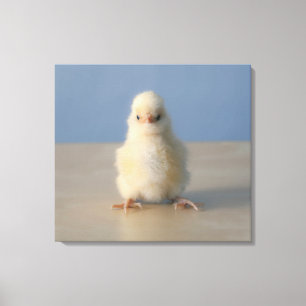 Lienzo Sentando a bebé pollo amarillo, 3 días de edad