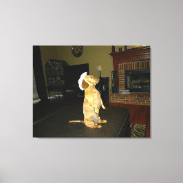 Lienzo Sentando Bonito o viendo TV Dachshund Canvas