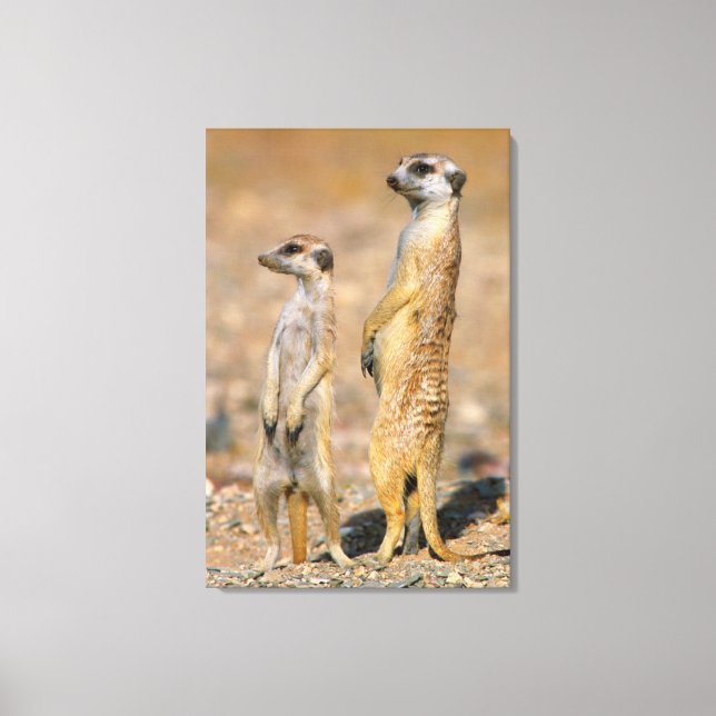 Lienzo Sentinelas de suricata (Suricata suricatta), Karas (Anverso)