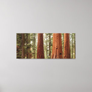 Lienzo Sequoia gigante Panorama