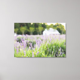 Lienzo Serene Lavender Fields