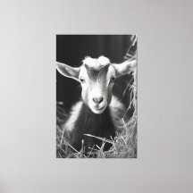 Serene Monocromatic Artistic Baby Portrait