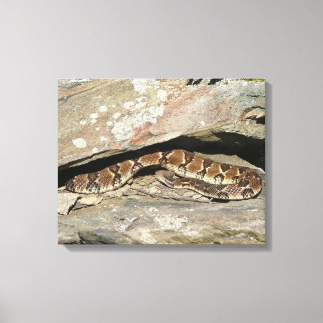 Lienzo Serpiente de cascabel en el Parque Nacional Shenan (Anverso)