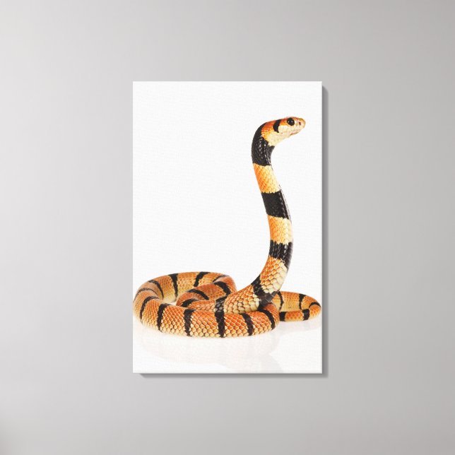 Lienzo Serpiente de coral de África (Aspidelaps lubricus) (Anverso)