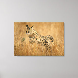 Lienzo Serval (Leptailurus Serval) Saltando