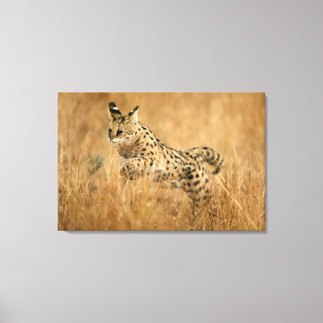 Lienzo Serval (Leptailurus Serval) Saltando (Anverso)