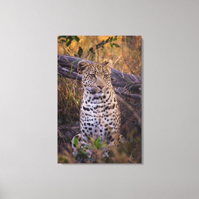 Lienzo Sesión de leopardo, Botswana, África (Anverso)