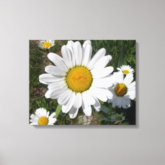 Lienzo Shasta Daisy (Chrysanthemum máximo)