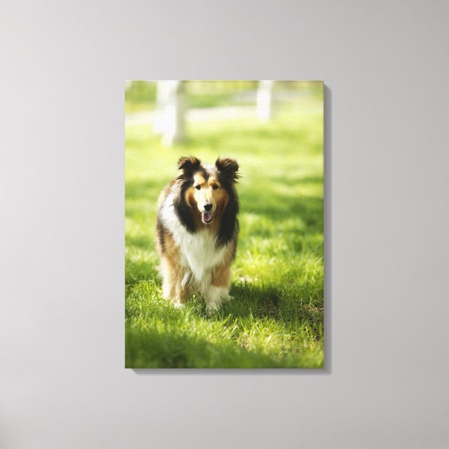 Lienzo Sheepdog de Shetland corriendo sobre la hierba (Anverso)