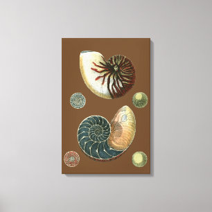 Lienzo Shell de cacao