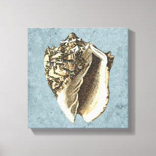Lienzo Shell de conchas encalladas