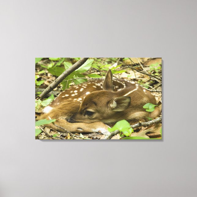 Lienzo Shenandoah NP, Virginia, Estados Unidos (Anverso)