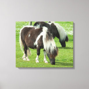 Lienzo Shetland Paint Ponies de raza pura