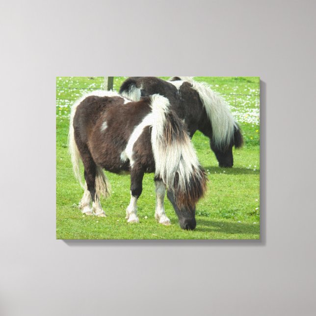 Lienzo Shetland Paint Ponies de raza pura (Anverso)