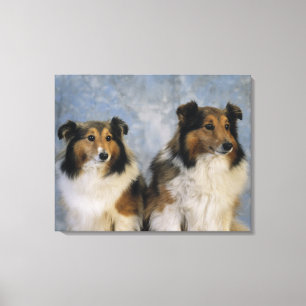Lienzo Shetland Sheepdogs