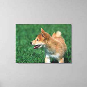 Lienzo Shiba media japonesa