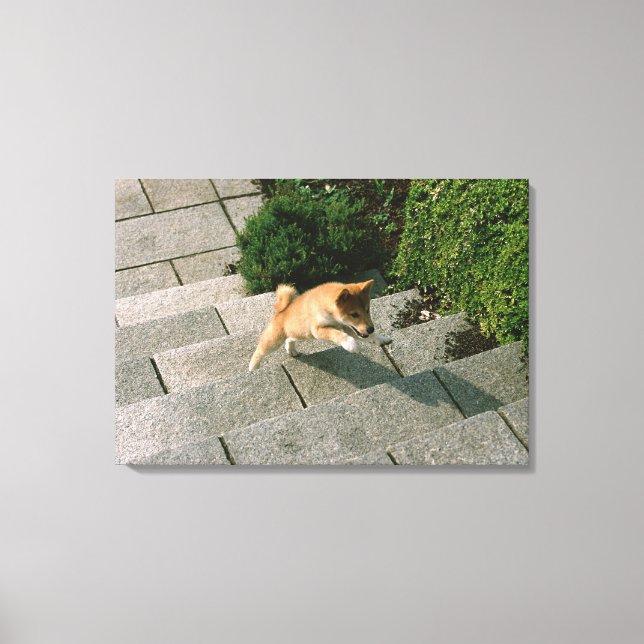 Lienzo Shiba media japonesa 3 (Anverso)