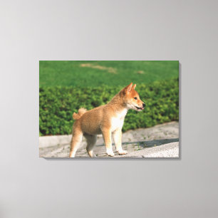 Lienzo Shiba muy pequeño japonés 2