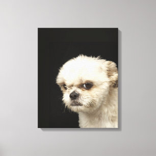 Lienzo Shih blanco enojado Tzu con los ojos marrones