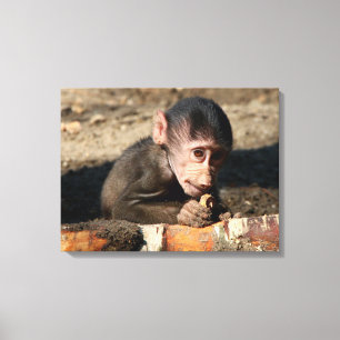 Lienzo Shy Young Male Hamadryas Baboon (Papio)