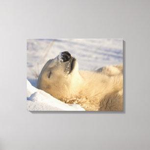 Lienzo Siesta de oso polar