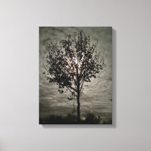 Silencio Luminoso: Una Noche de Luna Llena