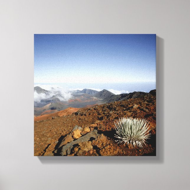 Lienzo Silversword en el borde del cráter Haleakala desde (Anverso)