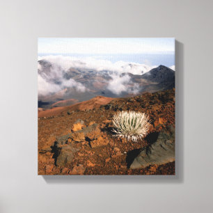 Lienzo Silversword en el borde del cráter Haleakala desde