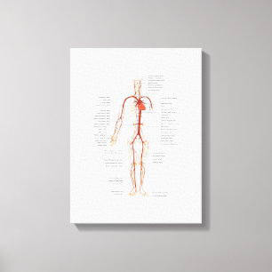 Lienzo Sistema Circulatorio Humano de Arterias